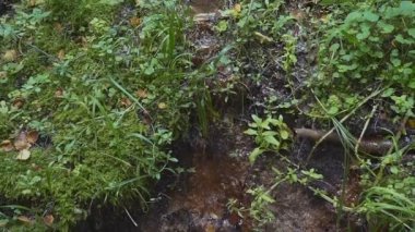 Gizemli bir ormanda orman deresi. 