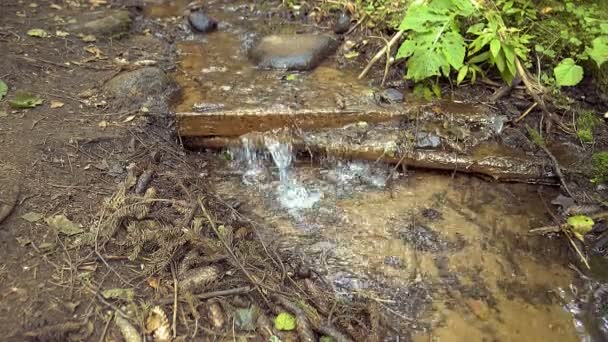 Спокійна Вода Чистій Лісовій Течії — стокове відео