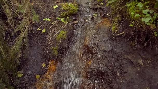 Small Waterfall Stream Mysterious Forest — Vídeo de stock