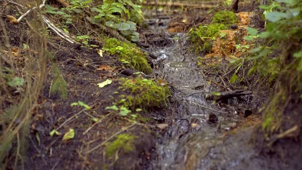 Small Waterfall Stream Mysterious Forest — Stock video