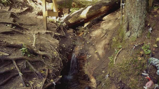 Small Waterfall Stream Mysterious Forest — Video