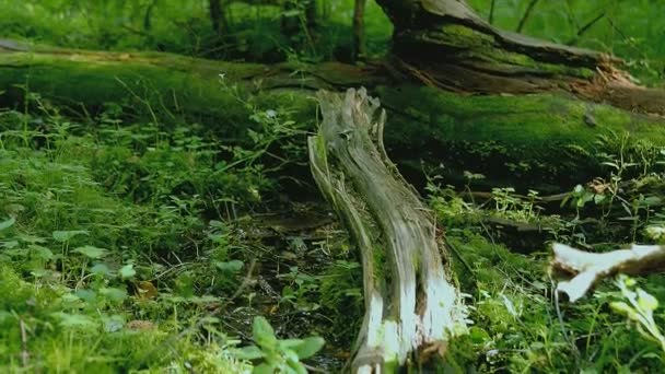 Small Forest Stream Beautiful Fallen Tree Trunk — Stock Video