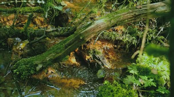 Forest Stream Mysterious Forest — Video