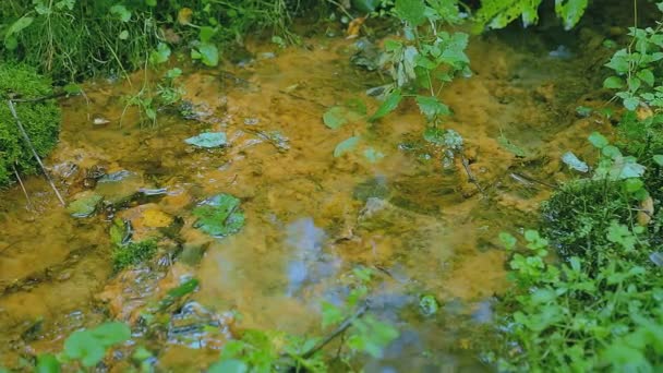 Small River Fabulous Mysterious Forest Clear Water — Stock video