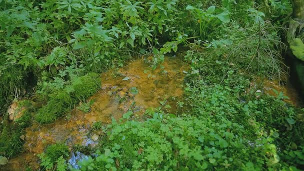 Small River Fabulous Mysterious Forest Clear Water — Stock video