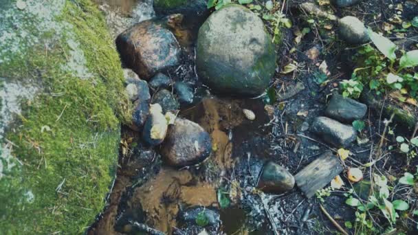 Water Flowing Stones Forest Spring Forest — Stock video