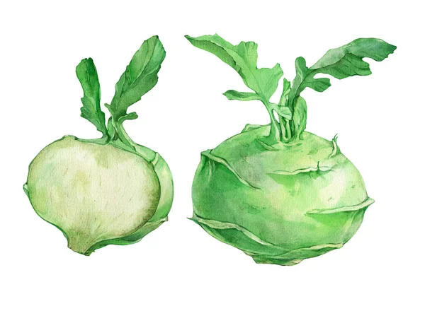 Kohlrabi Cabbage Watercolor Illustration White Background — Stockfoto