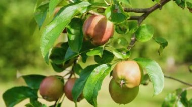 Kırmızı Russet elmalarını yaz güneşinin altında bir dalda kapayın.