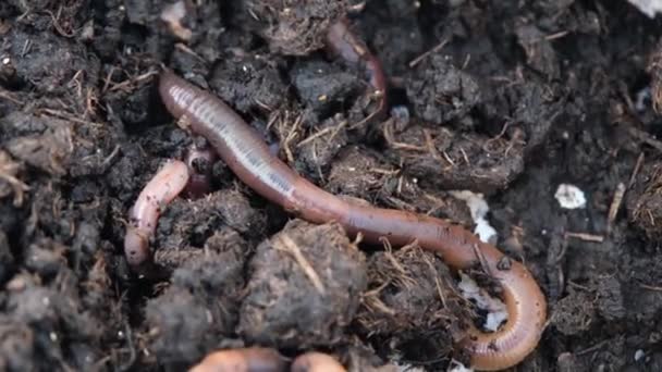 Eine Nahaufnahme Von Gartenlob Würmern Einem Eimer Erde — Stockvideo