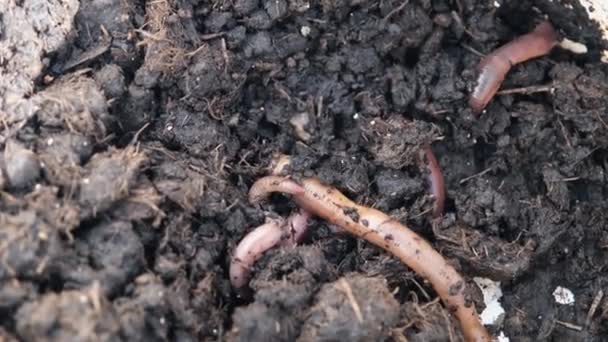 土のバケツの中の庭のろばの虫のクローズアップ — ストック動画