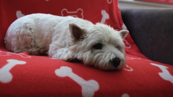 Ein Süßer Weißer West Highland Terrier Liegt Auf Einer Decke — Stockvideo