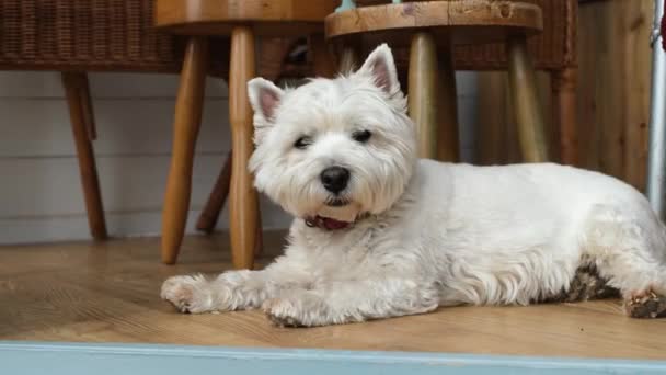 Een Schattige West Highland Terriër Hond Liggend Een Houten Vloer — Stockvideo