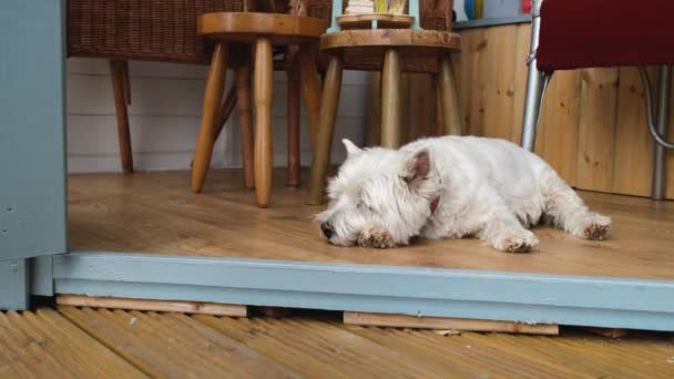 Een Schattige West Highland Terriër Hond Liggend Bij Deur Van — Stockvideo