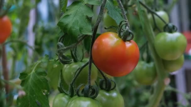 Close Red Tomato Plant Green Glass House — Stock Video