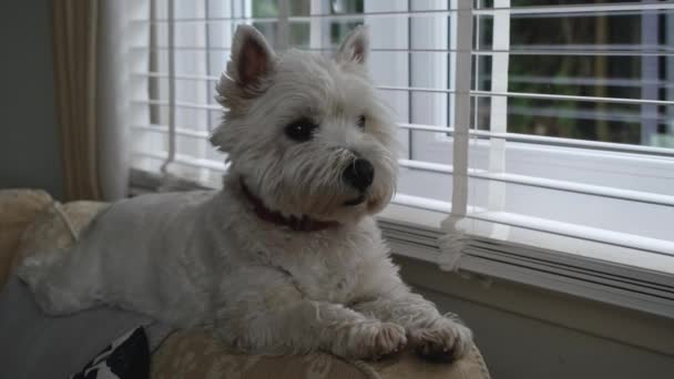 Słodki Biały Zachód Highland Terrier Siedzi Krawędzi Kanapy Krzesło Patrząc — Wideo stockowe