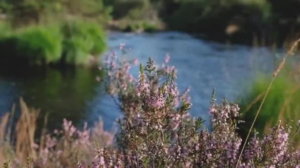 Roll Close Urze Púrpura Escocesa Lado Rio Sol Verão Noite — Vídeo de Stock