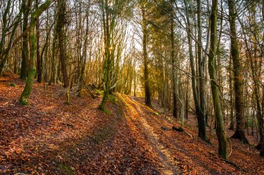 Altın sonbahar öğleden sonrası güneşi ağaçların arasında parlıyor.