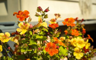 Öğleden sonra güneşi altında turuncu ve sarı bahçeli yatak bitkilerine yakın.