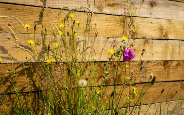 Yüksükotu, karahindiba ve diğer İngiliz yabani çiçeklerini yaz güneşi altında ahşap bir arka plana yaklaştır.
