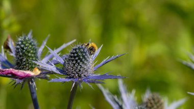 Kutsal bir deniz bitkisiyle beslenen yaban arısına yakın.