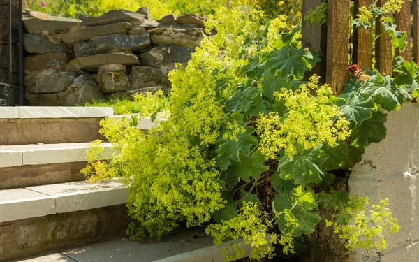 Alchemilla ya da hanımefendinin şömine rafı yaz mevsiminde çiçek açar.