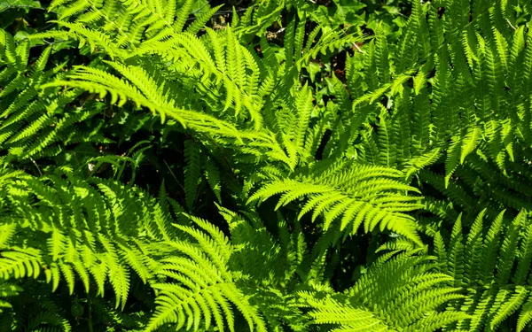 Nahaufnahme Von Grünen Farnblättern Und Zweigen Der Sommersonne lizenzfreie Stockbilder