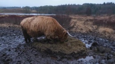 İskoçya 'nın Mossdale Gölü' nde kışın çamurlu bir tarlada ot yiyen İskoç İneği.