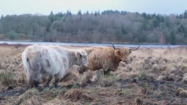 Kış mevsiminde İskoç tarlasında duran iki dağ ineği, arka planda bir göl ve ağaçlık arazi, Mossdale, İskoçya