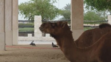 Develer Souq Waqif, Doha, Katar 'ın kapılarında dinleniyor.