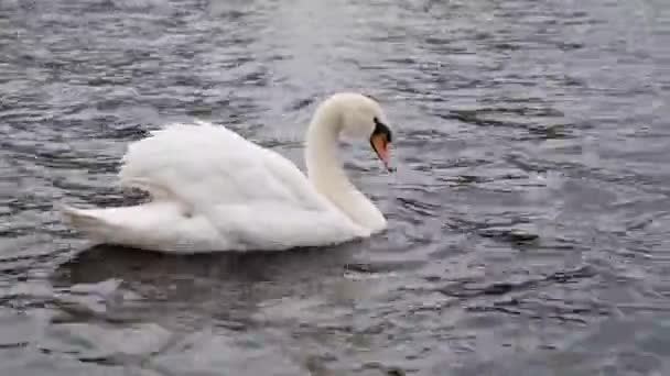 一只优雅的沉默天鹅在湖上游动 — 图库视频影像