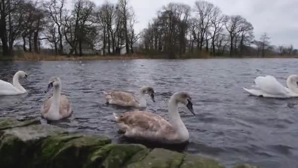 Οικογένεια Βουβών Κύκνων Στο Νερό Στο Carlingwark Loch Χειμώνα Σκωτία — Αρχείο Βίντεο