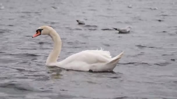 Cisne Mudo Que Sopla Rápidamente Través Lago Durante Los Fuertes — Vídeos de Stock