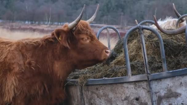 Una Mucca Montagna Che Nutre Erba Proveniente Una Mangiatoia Campo — Video Stock