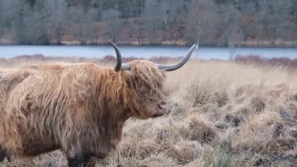 Close Uma Vaca Das Terras Altas Com Chifres Campo Escocês — Vídeo de Stock