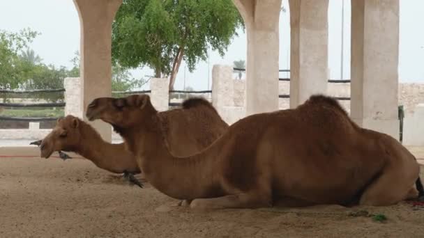 Twee Midden Oosterse Kamelen Zitten Het Zand — Stockvideo