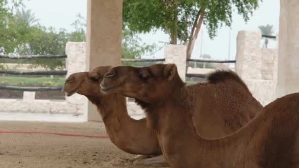 Twee Kamelen Liggend Rustend Deuren Bij Souq Waqif Doha Qatar — Stockvideo