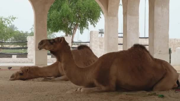Zwei Kamele Aus Dem Nahen Osten Setzen Sich Den Sand — Stockvideo