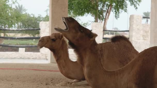 Два Верблюди Лежать Відпочиваючи Дверях Саук Вакіф Доха Катар — стокове відео
