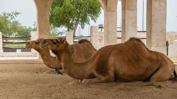 Two Camels Lying Resting Doors Souq Waqif Doha Qatar — Stock Photo, Image