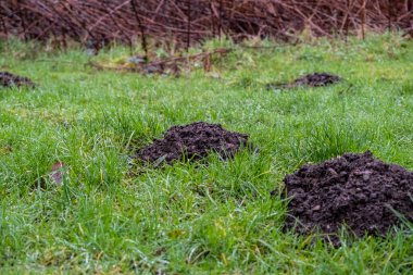 Çimenlikteki köstebek tepeleri koleksiyonu