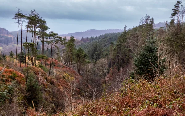 Glen Bar Viewpoint Autumn Queen Way A712 Road Galloway Forest — Fotografia de Stock