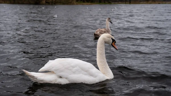 Mute Swans Floating Lake Winter — Stock Photo, Image