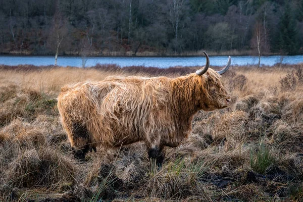 Góralska Krowa Rogami Stojąca Zimą Szkockim Polu — Zdjęcie stockowe