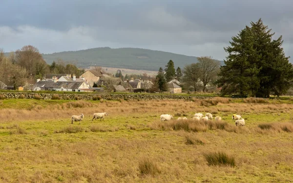 Flock Sheep Scottish Field Town Carsphairn Cairnsmore Carsphairn Background Scotland — Fotografia de Stock