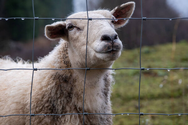 A close up of a Scottish female ewe sheep looking through a wire fence in winter