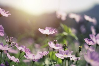 Bahçede güzel pembe kozmos çiçekleri.