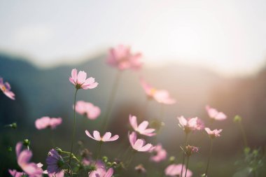 Bahçede güzel pembe kozmos çiçekleri.