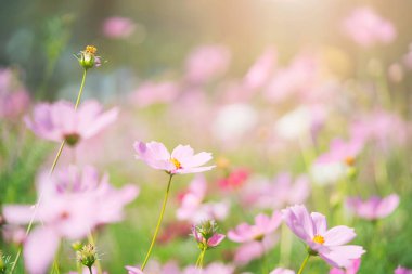 Bahçede güzel pembe kozmos çiçekleri.