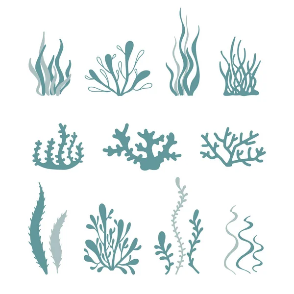 Ensemble dessiné à la main d'algues tropicales et de coraux isolés sur fond blanc. La vie marine. Illustrations vectorielles de la flore océanique. Biodiversité sous-marine. — Image vectorielle