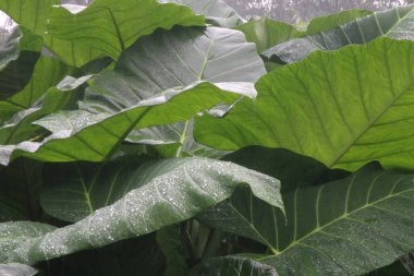 Colocasia Esculenta (taro yaprakları) fotoğrafı yağmura maruz kalarak yapraklarda su damlacıklarına neden olur.